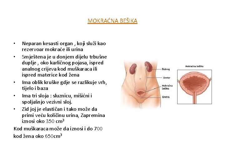 MOKRAĆNA BEŠIKA Neparan kesasti organ , koji služi kao rezervoar mokraće ili urina •