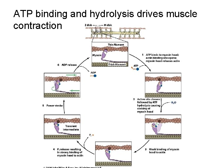 ATP binding and hydrolysis drives muscle contraction 