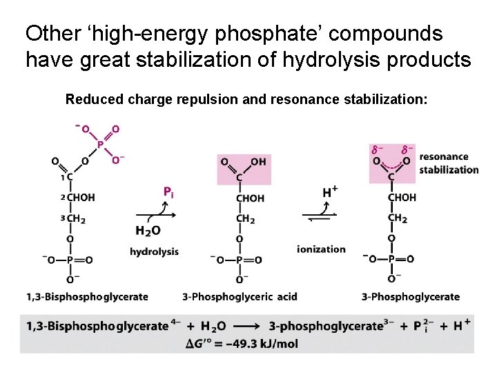 Other ‘high-energy phosphate’ compounds have great stabilization of hydrolysis products Reduced charge repulsion and