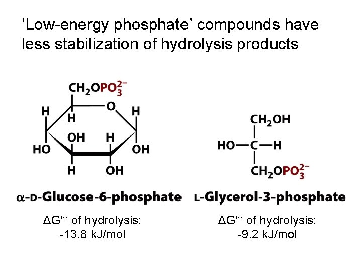 ‘Low-energy phosphate’ compounds have less stabilization of hydrolysis products ΔG'° of hydrolysis: -13. 8