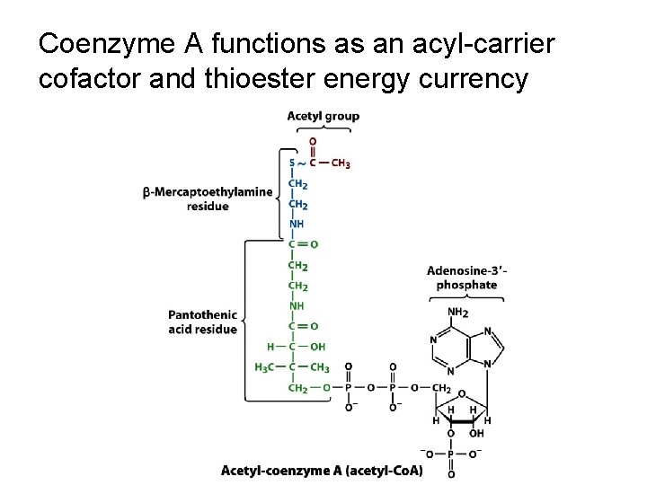 Coenzyme A functions as an acyl-carrier cofactor and thioester energy currency 