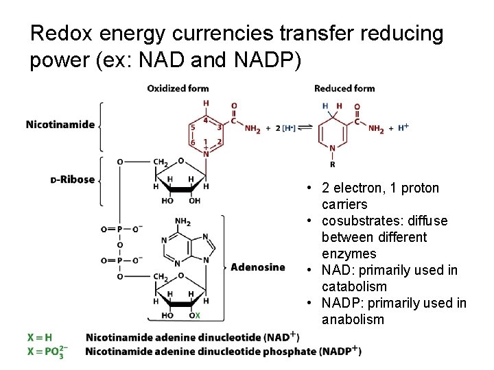 Redox energy currencies transfer reducing power (ex: NAD and NADP) • 2 electron, 1