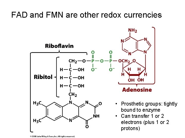 FAD and FMN are other redox currencies • Prosthetic groups: tightly bound to enzyme