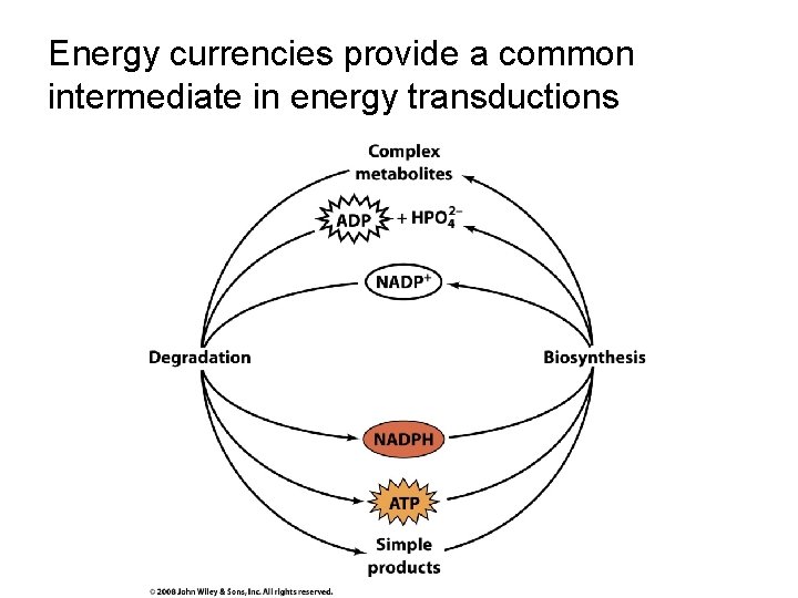 Energy currencies provide a common intermediate in energy transductions 