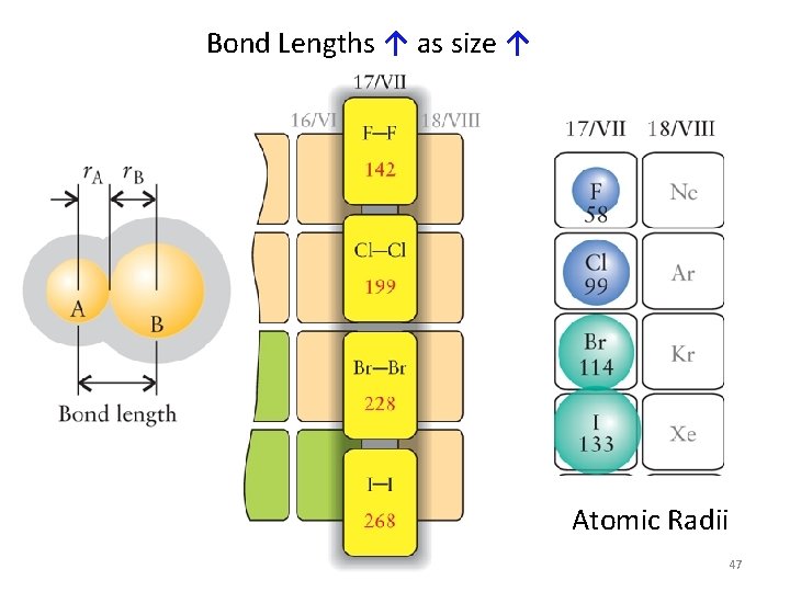 Bond Lengths ↑ as size ↑ Atomic Radii 47 