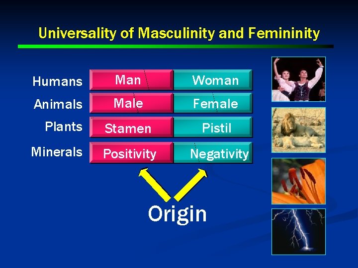 Universality of Masculinity and Femininity Humans Man Woman Animals Male Female Stamen Pistil Positivity