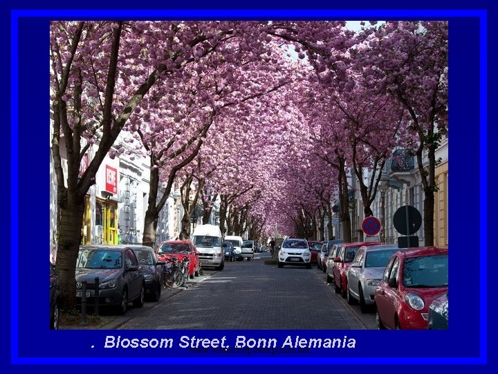 1. Blossom Street, Bonn Alemania. www. vitanoblepowerpoints. net 