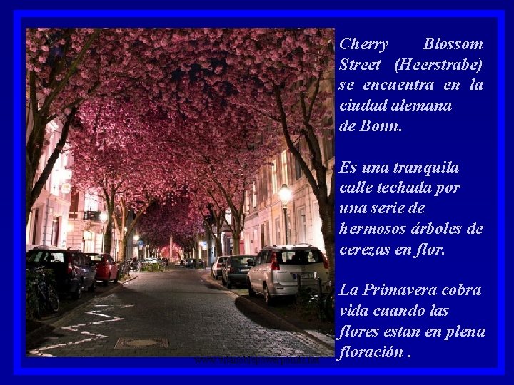 Cherry Blossom Street (Heerstrabe) se encuentra en la ciudad alemana de Bonn. Es una