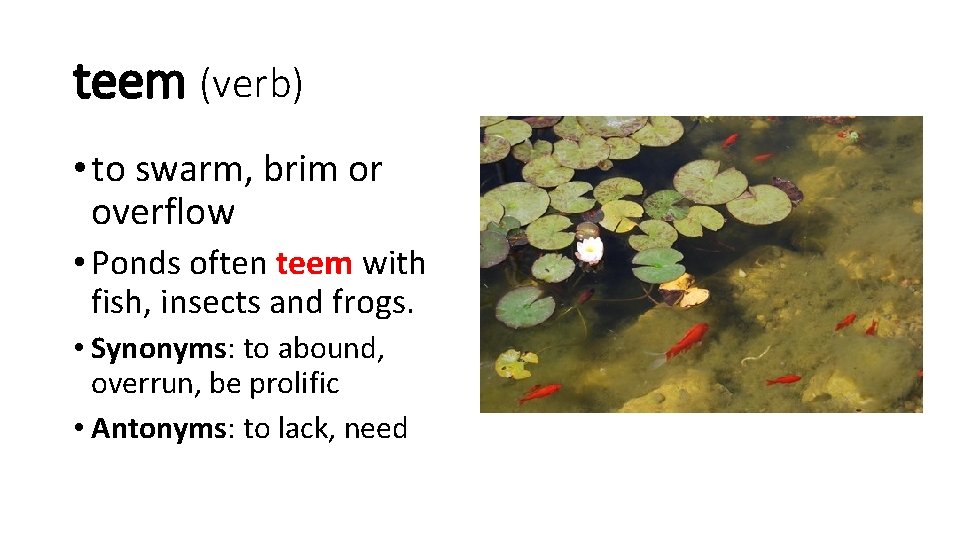 teem (verb) • to swarm, brim or overflow • Ponds often teem with fish,