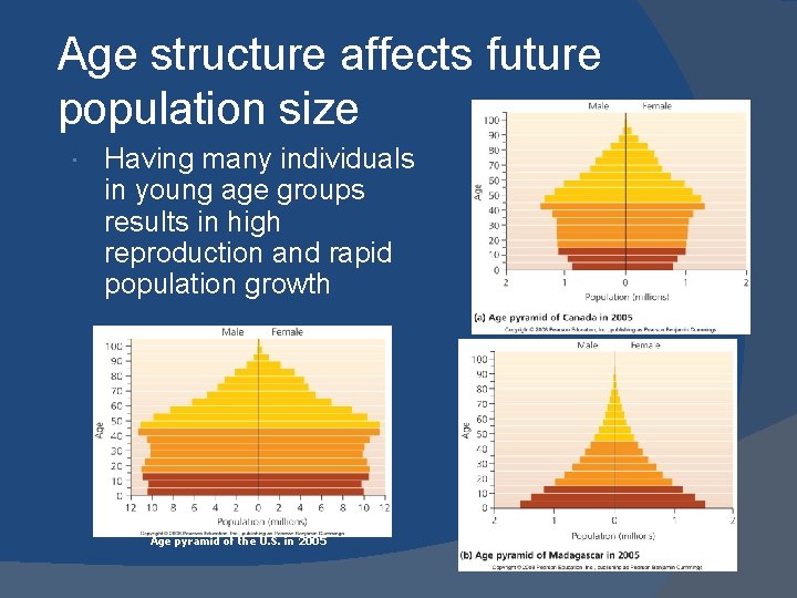 Age structure affects future population size Having many individuals in young age groups results Age structure affects future population size Having many individuals in young age groups results