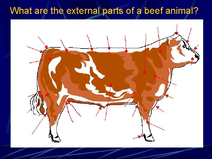 What are the external parts of a beef animal? 