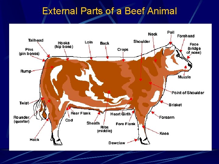 External Parts of a Beef Animal 