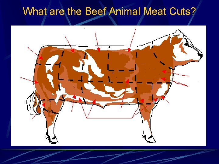 What are the Beef Animal Meat Cuts? 