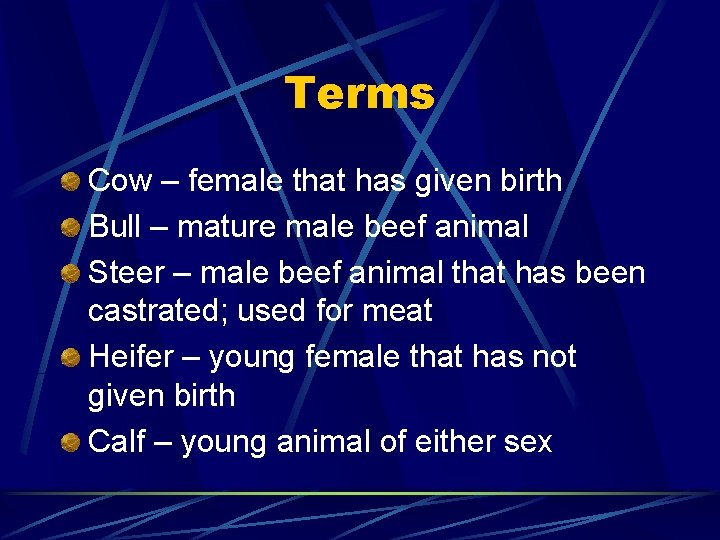 Terms Cow – female that has given birth Bull – mature male beef animal