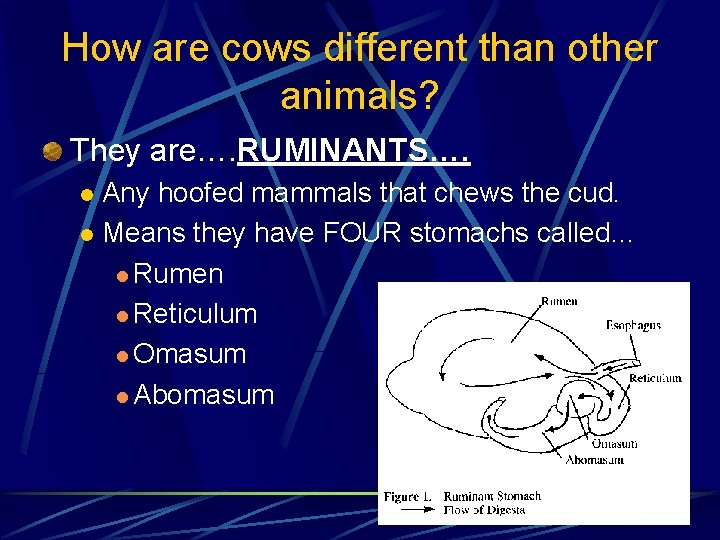 How are cows different than other animals? They are…. RUMINANTS…. Any hoofed mammals that