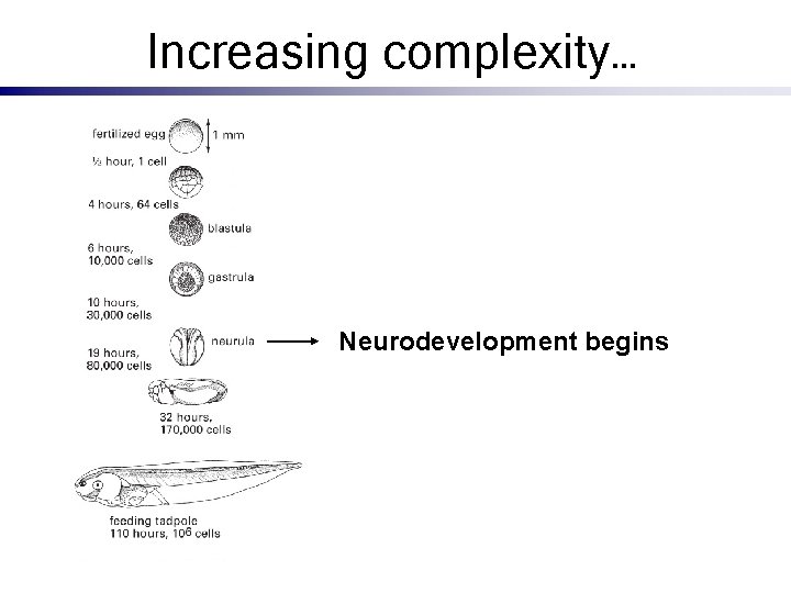 Increasing complexity… Neurodevelopment begins 