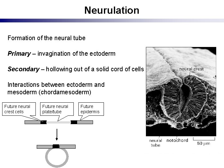 Neurulation Formation of the neural tube Primary – invagination of the ectoderm Secondary –