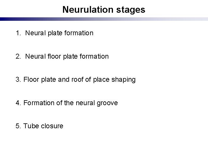Neurulation stages 1. Neural plate formation 2. Neural floor plate formation 3. Floor plate