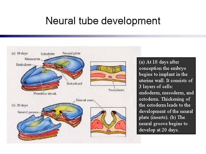 Neural tube development (a) At 18 days after conception the embryo begins to implant