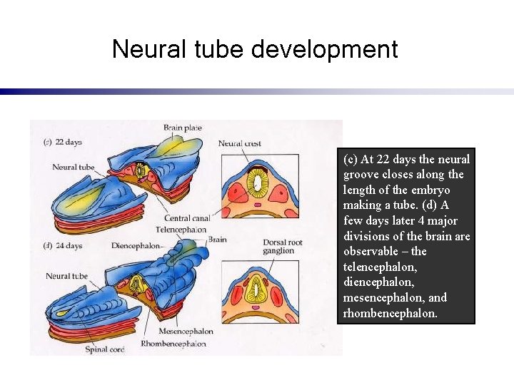 Neural tube development (c) At 22 days the neural groove closes along the length