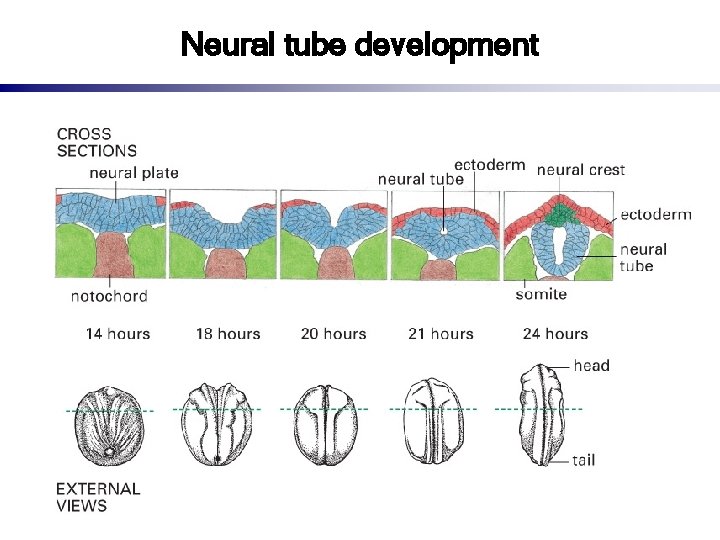 Neural tube development 