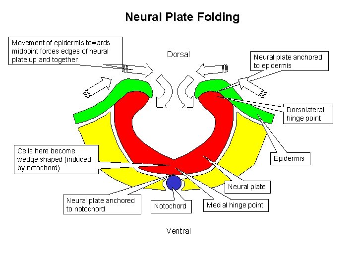 Neural Plate Folding Movement of epidermis towards midpoint forces edges of neural plate up