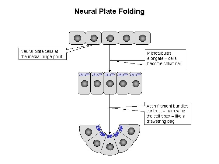 Neural Plate Folding Neural plate cells at the medial hinge point Microtubules elongate –