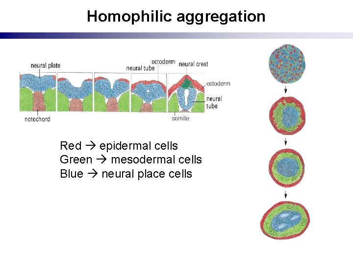 Homophilic aggregation Red epidermal cells Green mesodermal cells Blue neural place cells 