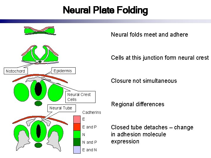 Neural Plate Folding Neural folds meet and adhere Cells at this junction form neural