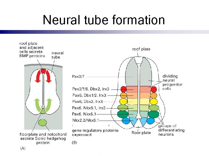 Neural tube formation 