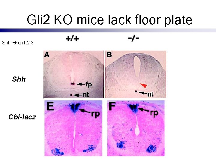 Gli 2 KO mice lack floor plate Shh gli 1, 2, 3 Shh Cbl-lacz