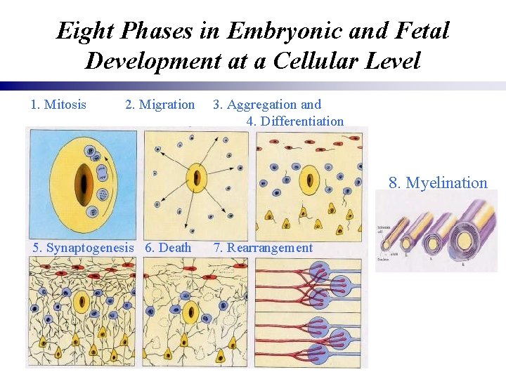 Eight Phases in Embryonic and Fetal Development at a Cellular Level 1. Mitosis 2.