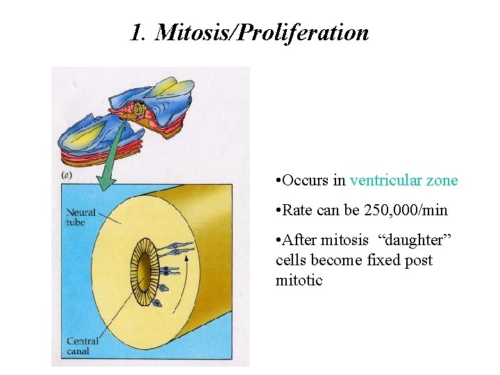 1. Mitosis/Proliferation • Occurs in ventricular zone • Rate can be 250, 000/min •