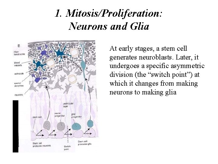 1. Mitosis/Proliferation: Neurons and Glia At early stages, a stem cell generates neuroblasts. Later,