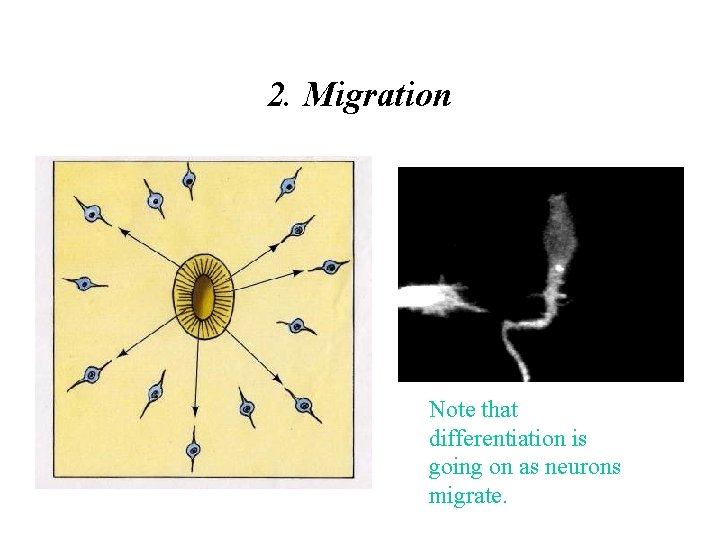 2. Migration Note that differentiation is going on as neurons migrate. 