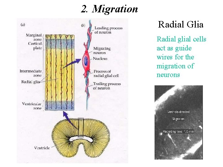 2. Migration Radial Glia Radial glial cells act as guide wires for the migration