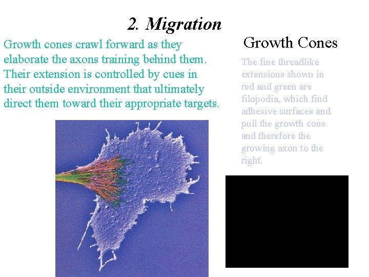 2. Migration Growth cones crawl forward as they elaborate the axons training behind them.