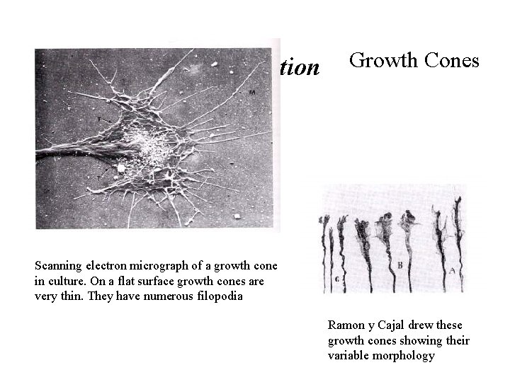 2. Migration Growth Cones Scanning electron micrograph of a growth cone in culture. On