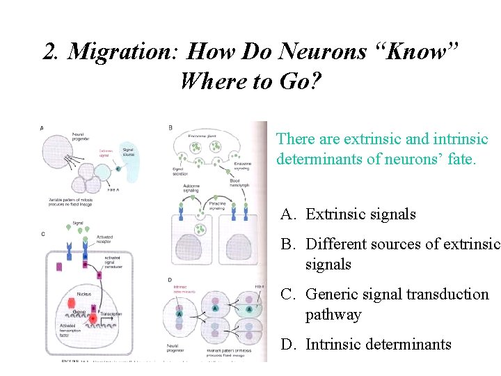 2. Migration: How Do Neurons “Know” Where to Go? There are extrinsic and intrinsic