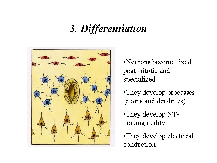 3. Differentiation • Neurons become fixed post mitotic and specialized • They develop processes