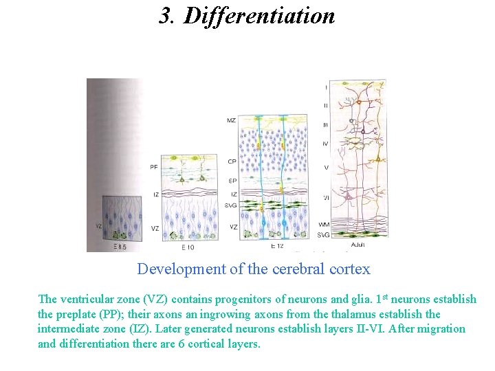 3. Differentiation Development of the cerebral cortex The ventricular zone (VZ) contains progenitors of