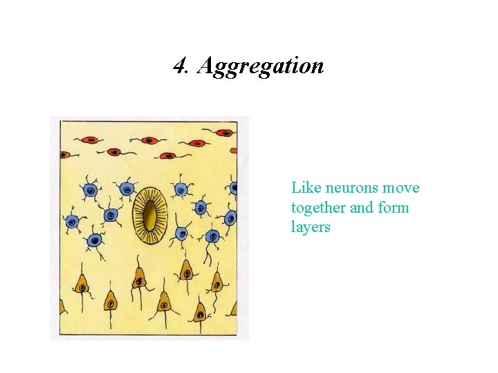 4. Aggregation Like neurons move together and form layers 
