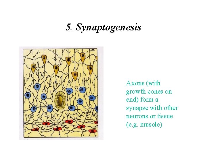 5. Synaptogenesis Axons (with growth cones on end) form a synapse with other neurons