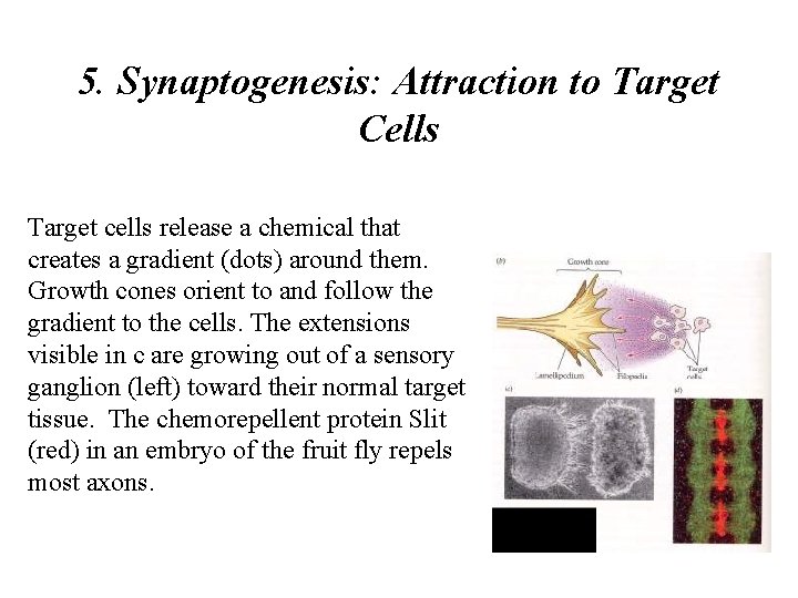 5. Synaptogenesis: Attraction to Target Cells Target cells release a chemical that creates a