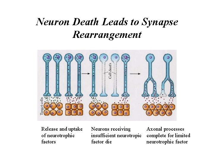 Neuron Death Leads to Synapse Rearrangement Release and uptake of neurotrophic factors Neurons receiving
