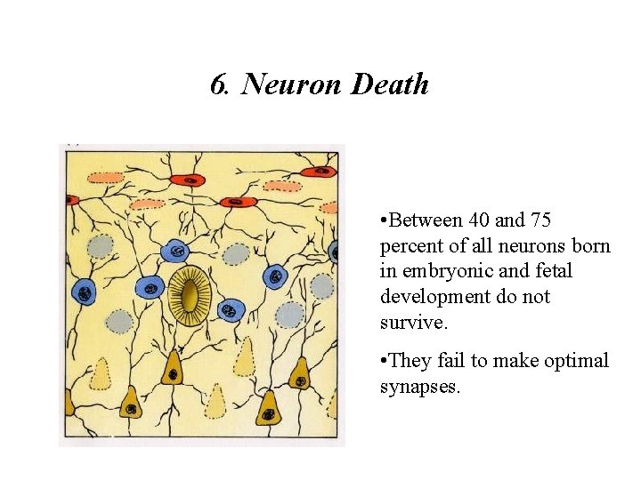 6. Neuron Death • Between 40 and 75 percent of all neurons born in