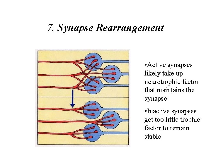 7. Synapse Rearrangement • Active synapses likely take up neurotrophic factor that maintains the