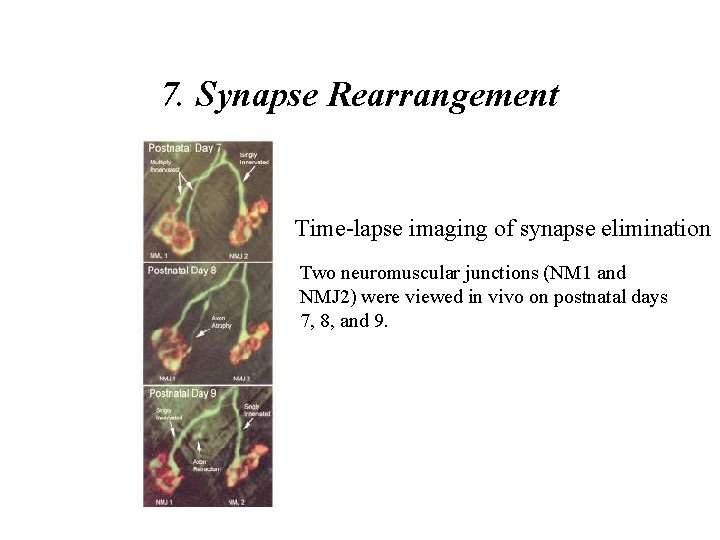 7. Synapse Rearrangement Time-lapse imaging of synapse elimination Two neuromuscular junctions (NM 1 and