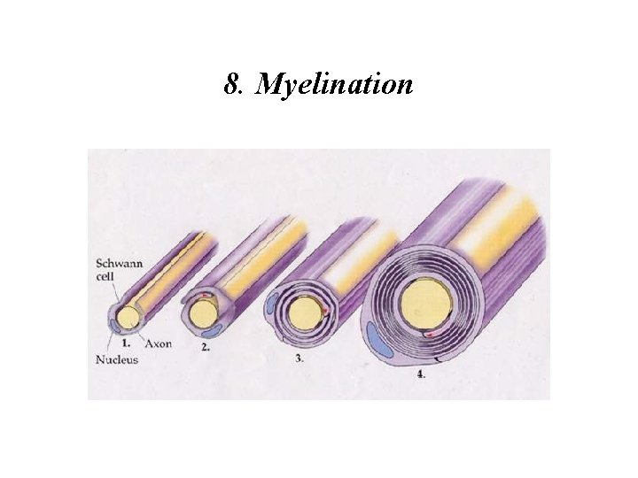 8. Myelination 