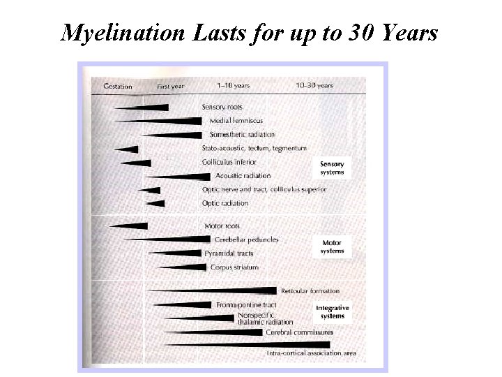 Myelination Lasts for up to 30 Years 